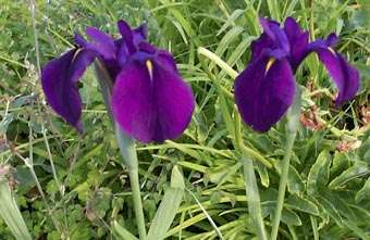 Iris - ensata Variegata